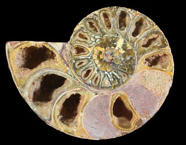 Sliced, Agatized Ammonite Fossil (Half) - Jurassic #54047